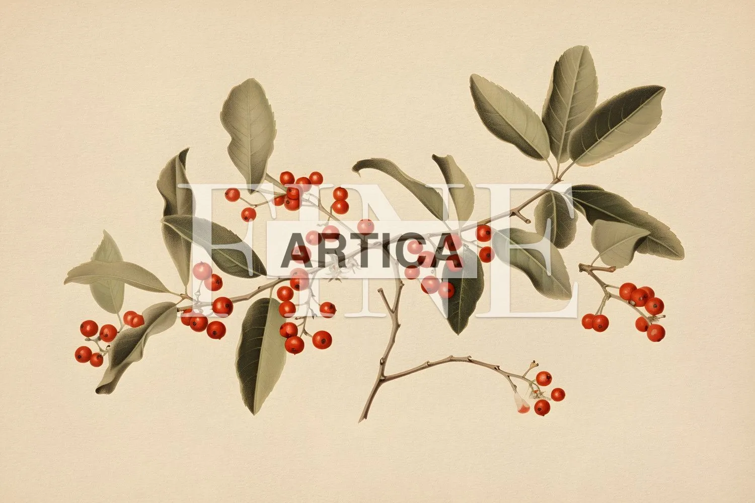Botanical, Holly Branch with Crimson Berrie