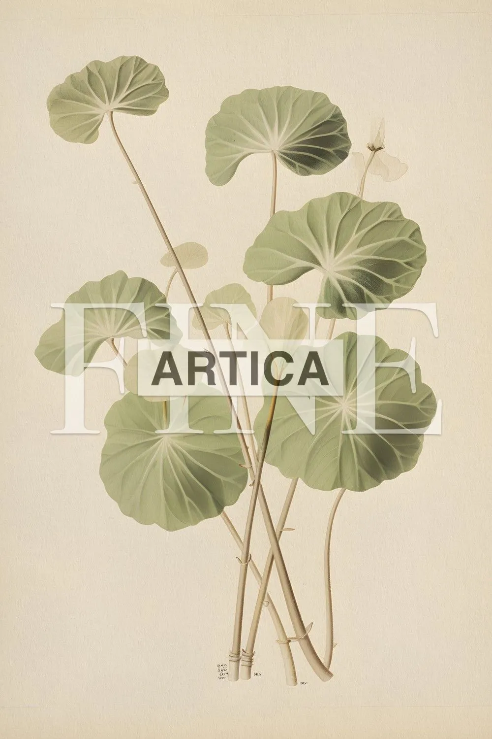 Lotus Study in Bloom