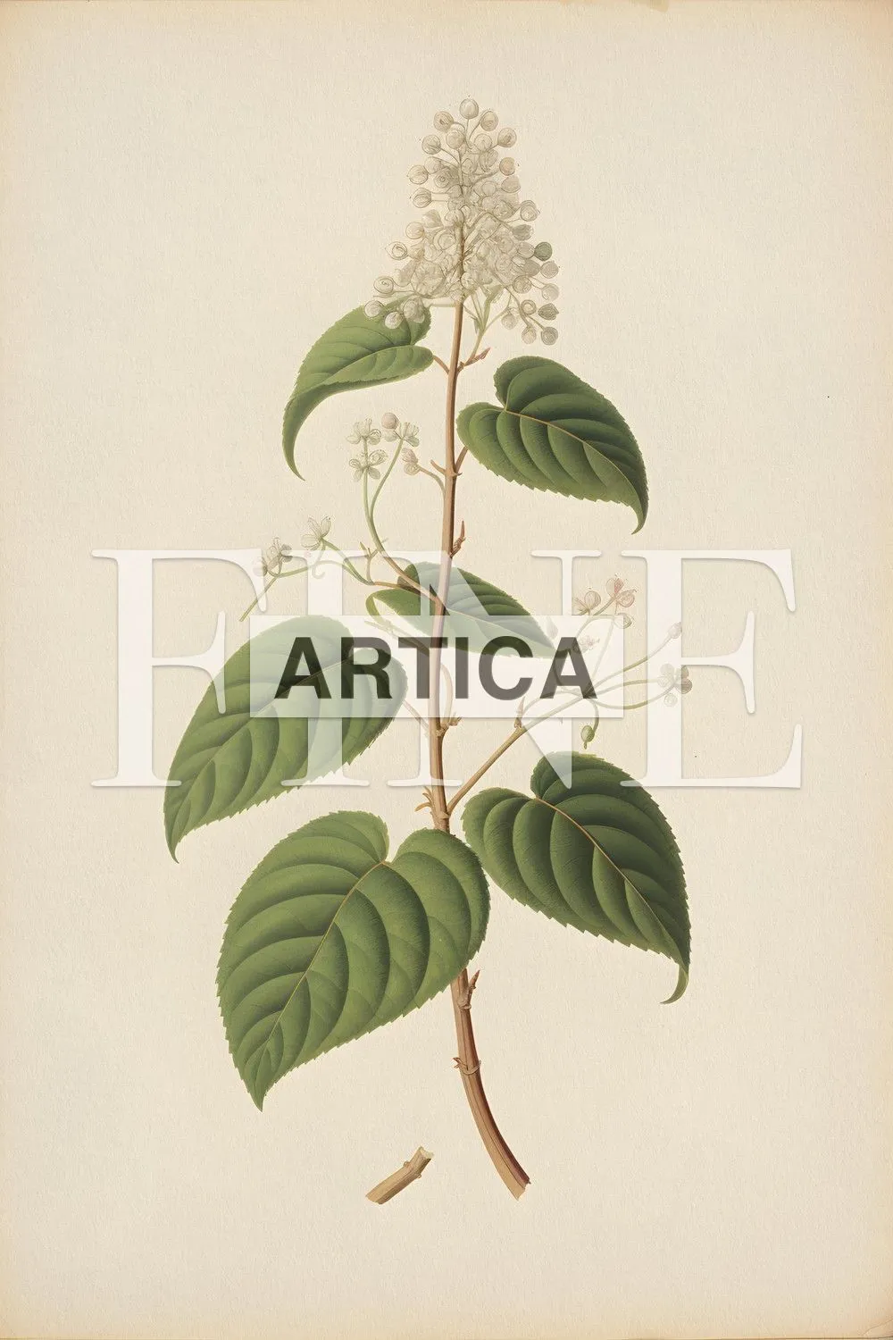 Botanical Elegance: Hydrangea Study