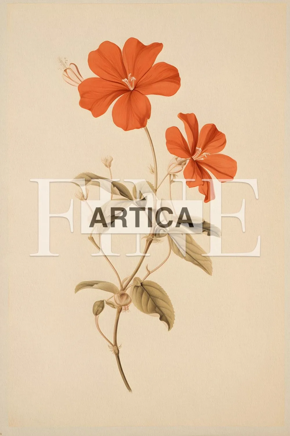 Scarlet Splendor: The Geranium Portrait