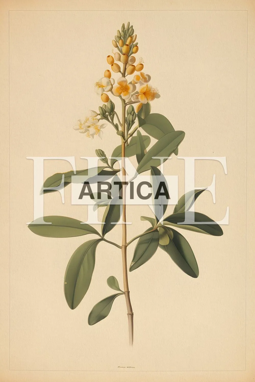 Golden Laurel Blossoms