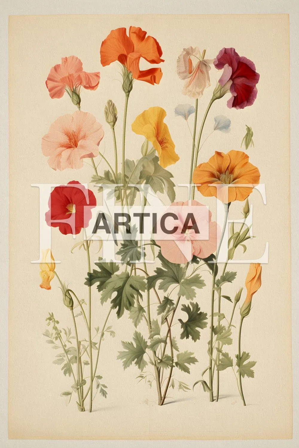 Botanical, Flowers, Vibrant Array of Nasturtium Elegance